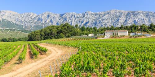 La Route des Vins en Provence : + de 300 domaines à découvrir