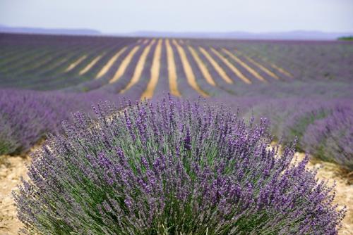 Aux couleurs de la Provence