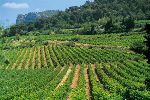 L'appellation Cru Classé des Côtes de Provence