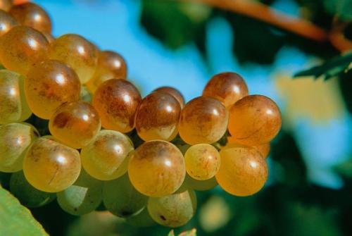 De la vigne au vin : les cépages