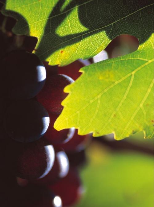 De la vigne au vin : le cycle végétatif de la vigne