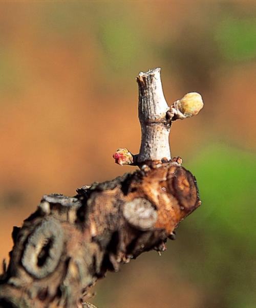 Plantation de la vigne :  de la préparation du sol à la plantation