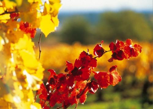Plantation de la vigne : l'accolage,  le palissage et l'irrigation des vignes
