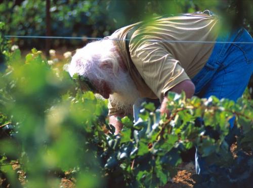 Explication de termes propres au viticulteur concernant le travail en vert