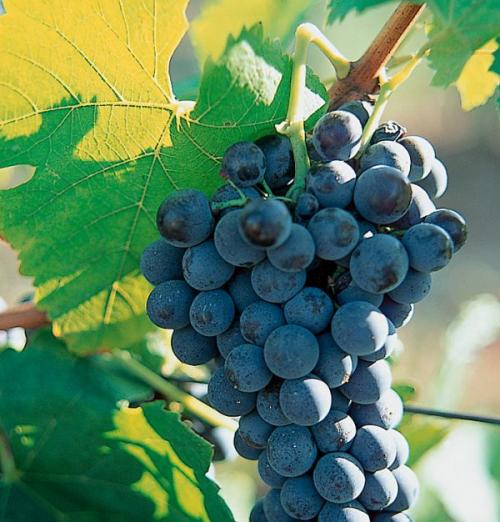 De la vigne au vin : la récolte du raisin