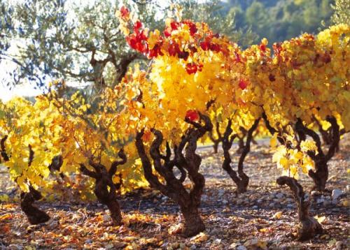 Entretien de la vigne : la protection contre les maladies