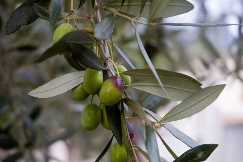 La préparation des olives en Provence