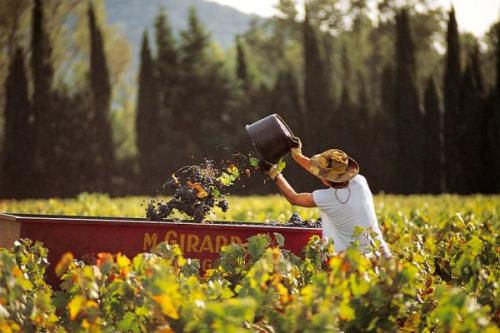 Vin de Peyrassol : les vendanges