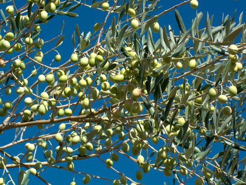 La récolte des olives