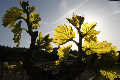 Les Grands Domaines et Chateaux de Provence