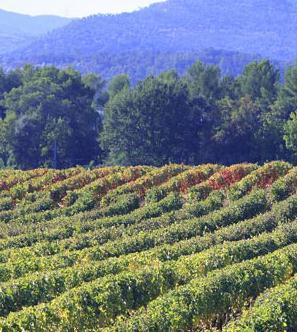 Producteur vin rosé