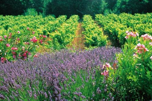 Landscape of Provence