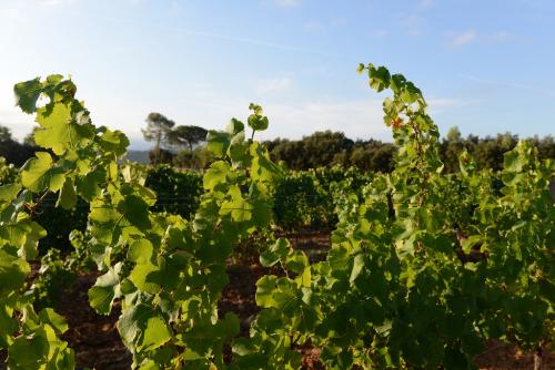 Château la Martinette, la passion du vin