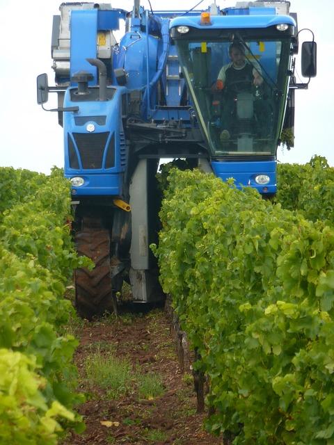 Le temps de vendanges