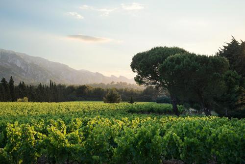 Château Romanin : un domaine exceptionnel proche de Saint Rémy de Provence