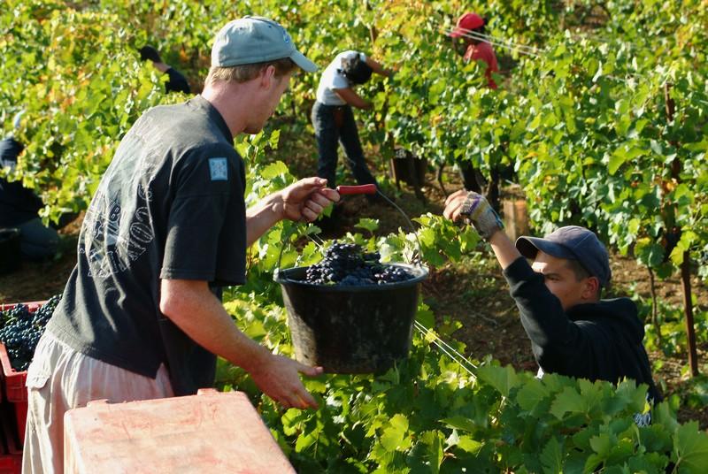 C'est le temps des vendanges à la Commanderie de Peyrassol !