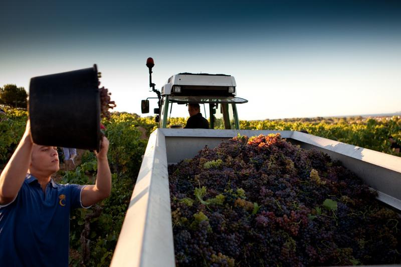 LES 40 ÈME VENDANGES AU CHÂTEAU SAINTE MARGUERITE 