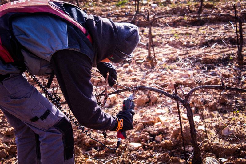 LA TAILLE DES CARIGNAN AUX VALENTINES