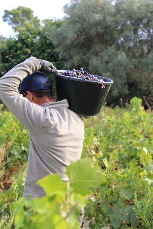 Les vendanges ont démarré en Provence