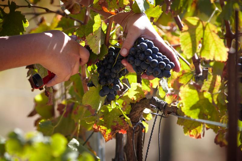 Les vendanges manuelles de la Ferme des Lices