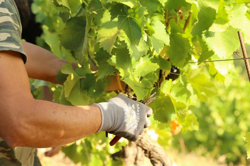 Domaine de la Font des Pères et son rosé A.O.P Côtes de Provence