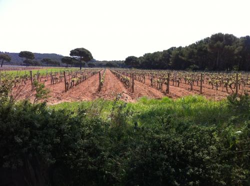 Rosé de Provence